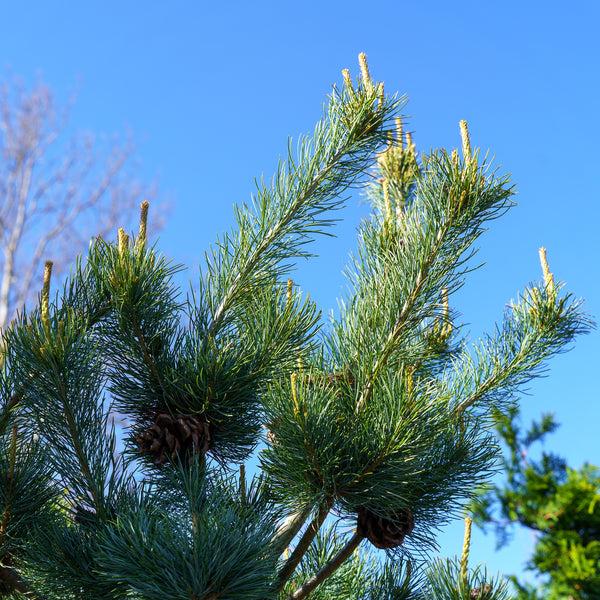 Pinus Parviflora 'blue Wave' - View 11 from www redcrocus com