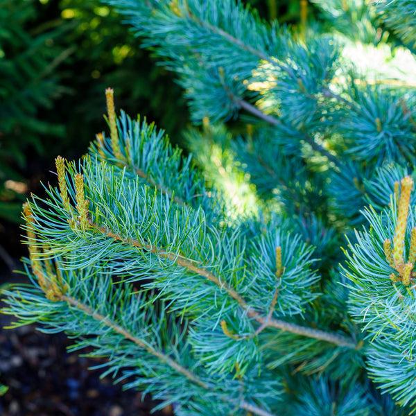 Pinus Parviflora 'blue Wave' - View 13 from www redcrocus com
