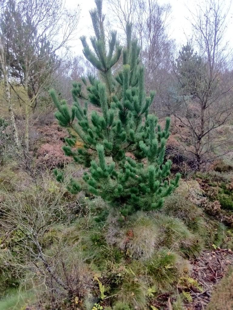 Pinus Parviflora 'blue Wave' - View 16 from www redcrocus com