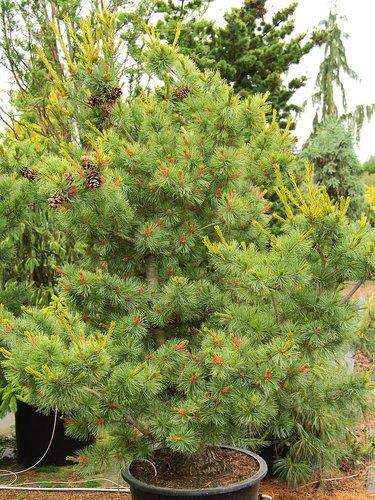 Pinus Parviflora 'blue Wave' - View 17 from www redcrocus com