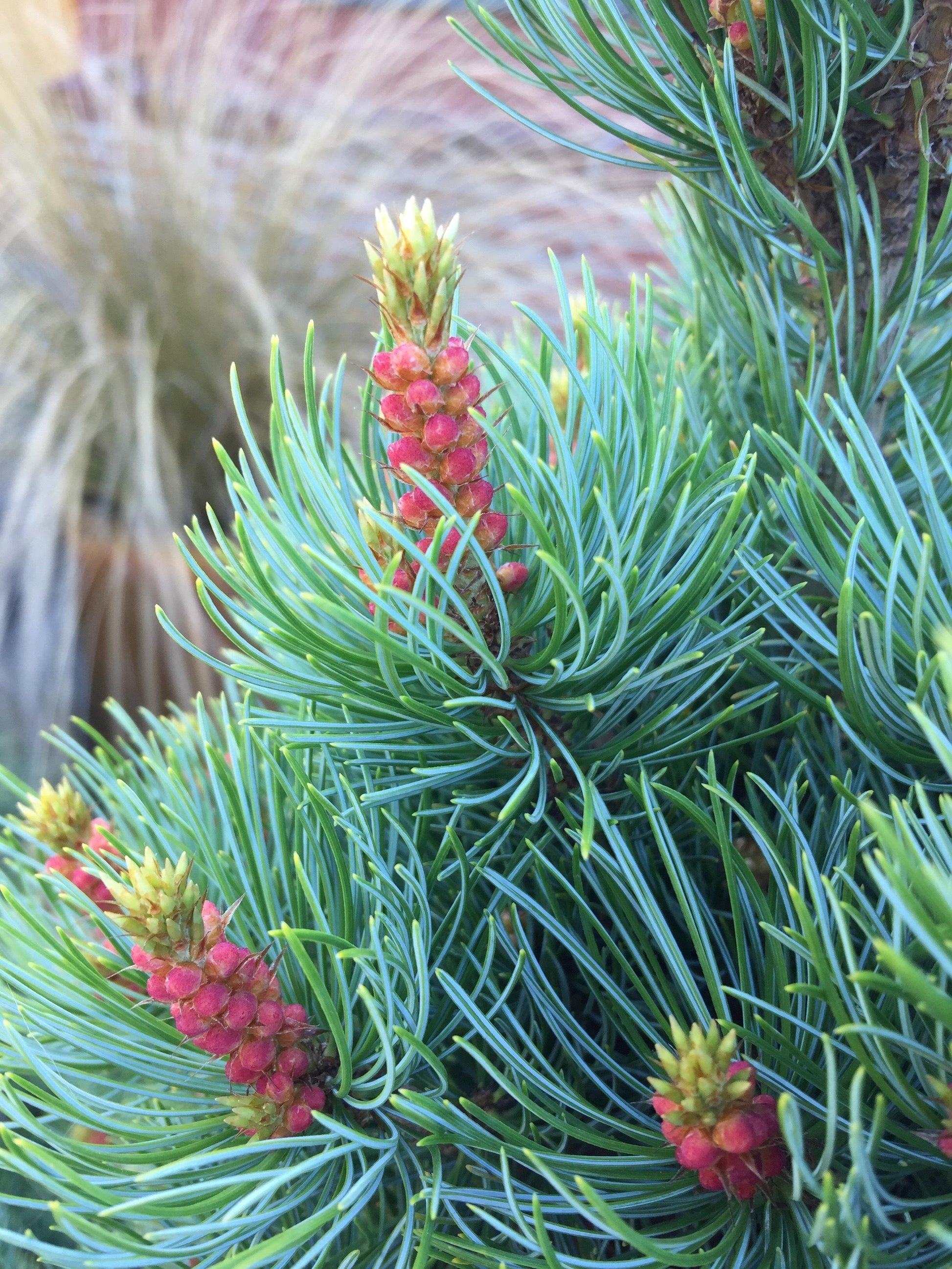 Pinus Parviflora 'blue Wave' - View 19 from www redcrocus com