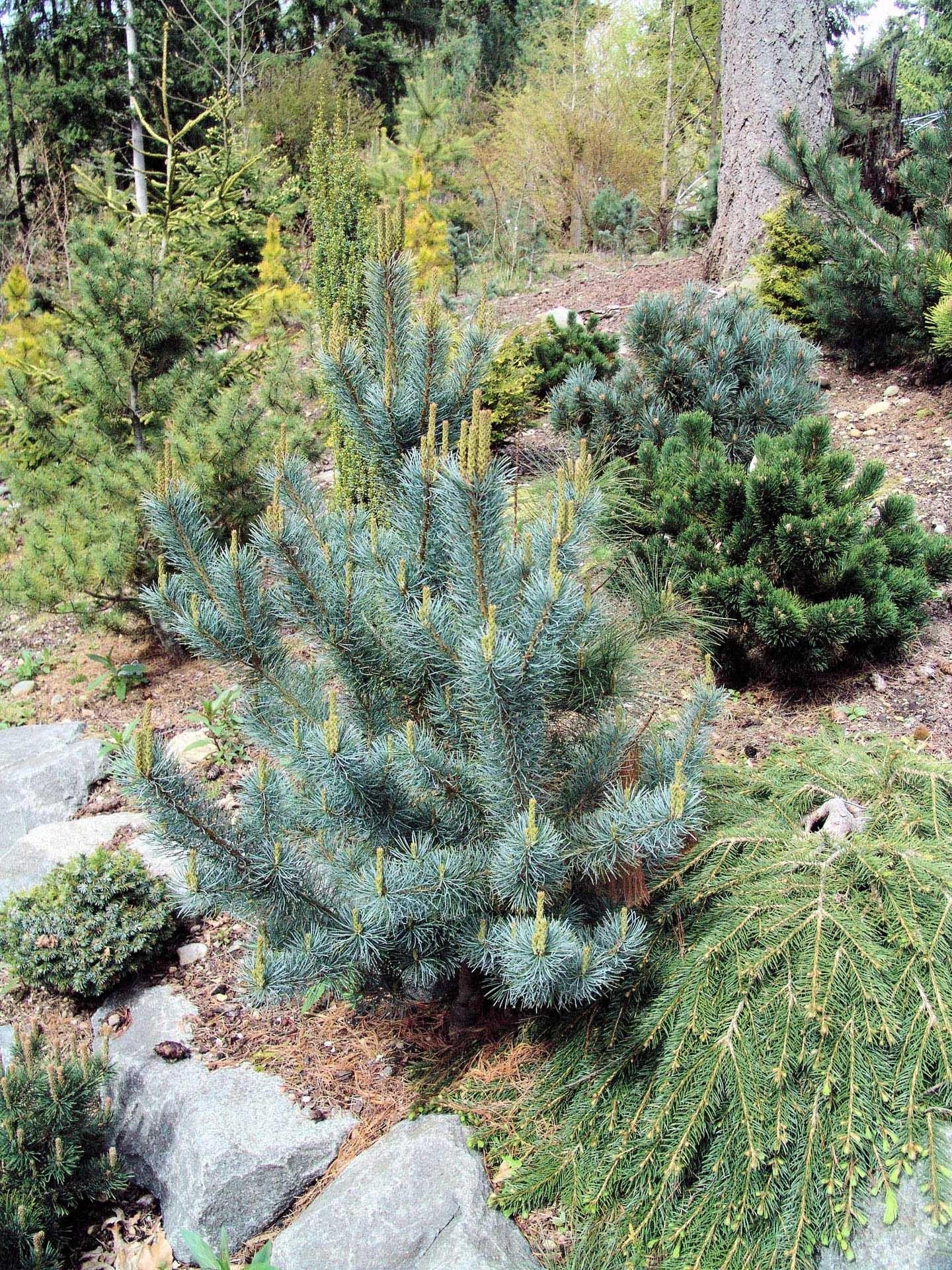 Pinus Parviflora 'blue Wave' - View 1 from www redcrocus com