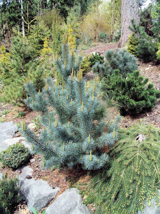 Pinus Parviflora 'blue Wave' - View 1 from www redcrocus com