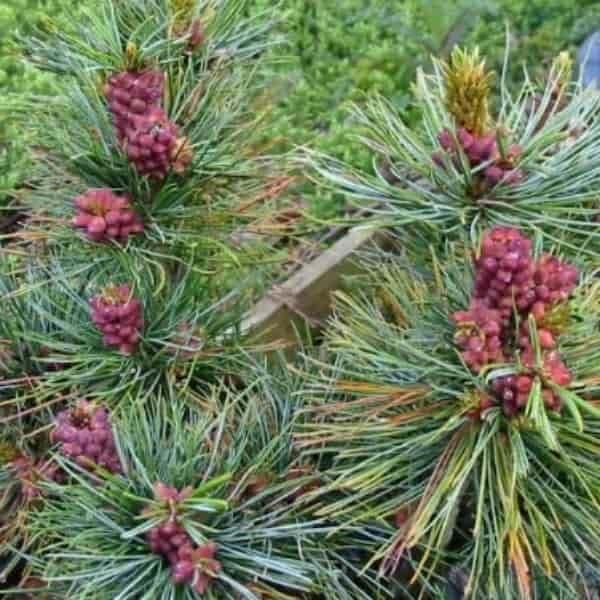 Pinus Parviflora 'blue Wave' - View 20 from www redcrocus com