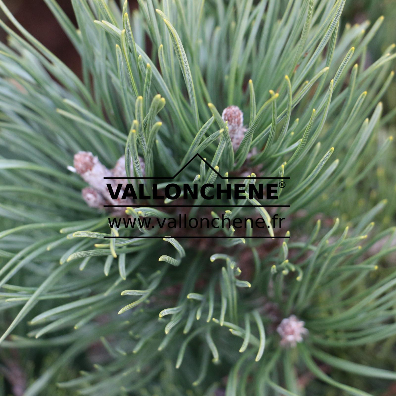 Pinus Parviflora 'blue Wave' - View 21 from www redcrocus com