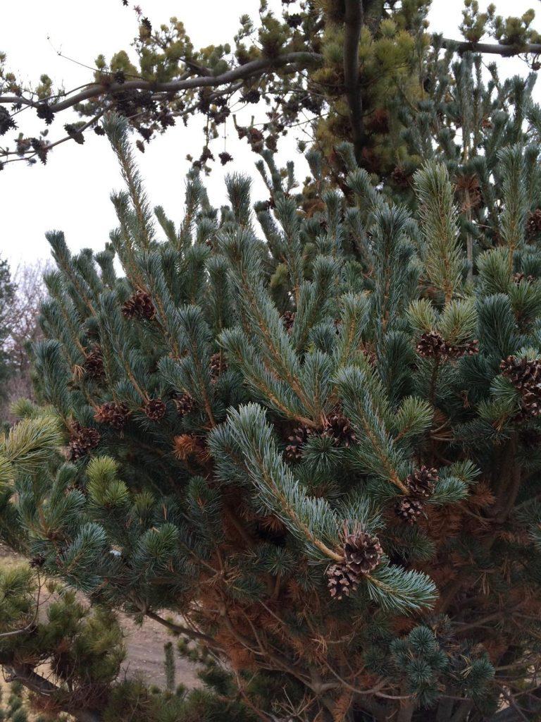 Pinus Parviflora 'blue Wave' - View 23 from www redcrocus com