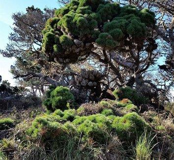 Pinus Parviflora 'blue Wave' - View 24 from www redcrocus com