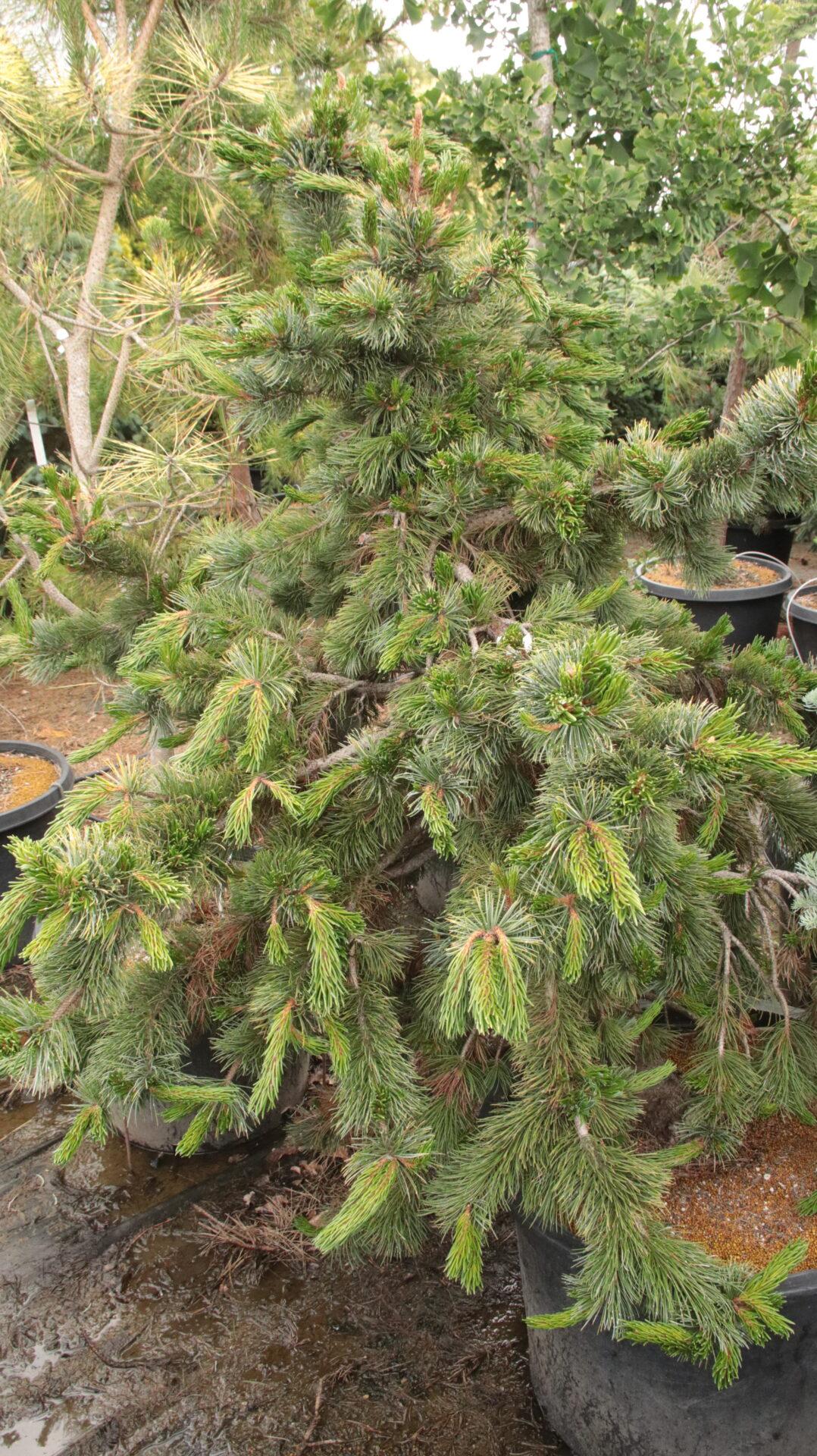 Pinus Parviflora 'blue Wave' - View 25 from www redcrocus com
