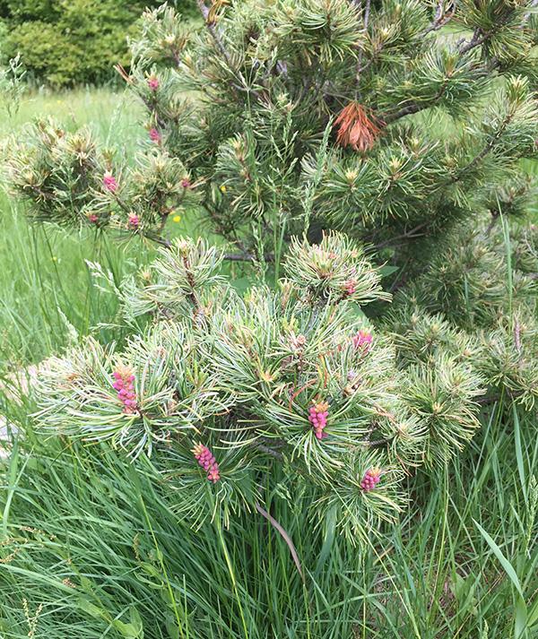 Pinus Parviflora 'blue Wave' - View 26 from www redcrocus com