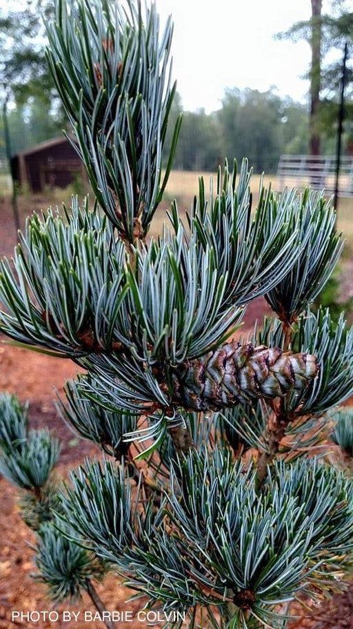 Pinus Parviflora 'blue Wave' - View 27 from www redcrocus com