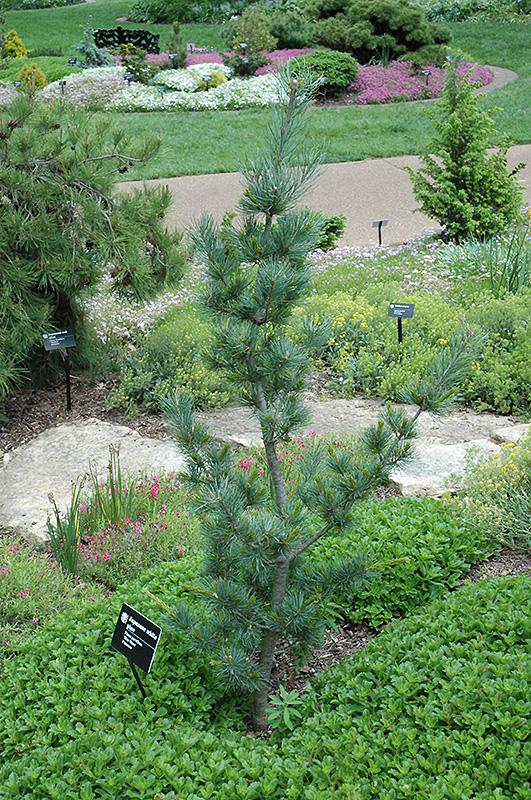 Pinus Parviflora 'blue Wave' - View 2 from www redcrocus com