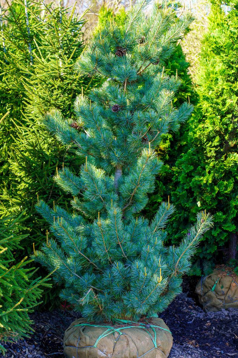 Pinus Parviflora 'blue Wave' - View 4 from www redcrocus com
