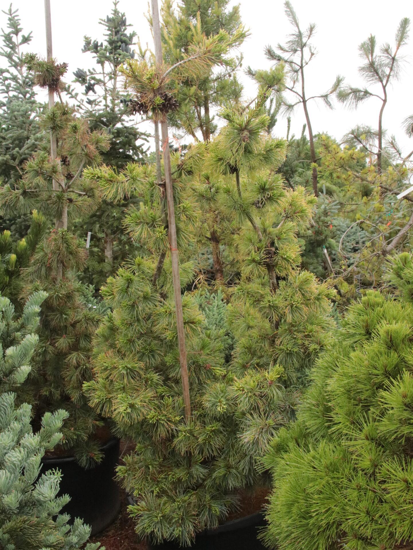 Pinus Parviflora 'blue Wave' - View 5 from www redcrocus com