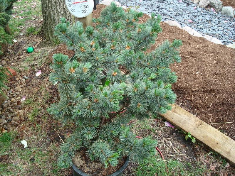 Pinus Parviflora 'blue Wave' - View 6 from www redcrocus com