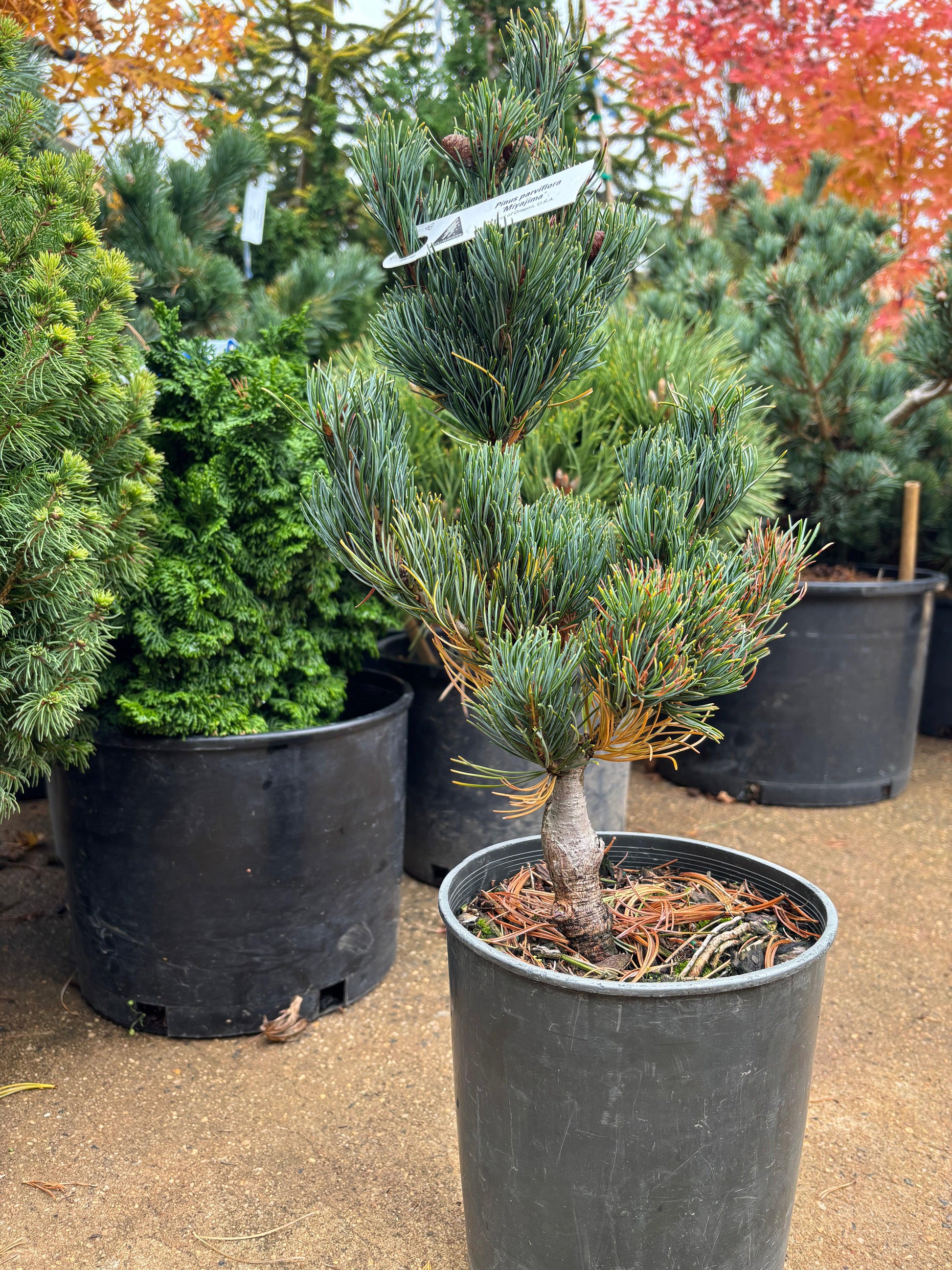 Pinus Parviflora 'miyajima' - View 12 from www redcrocus com