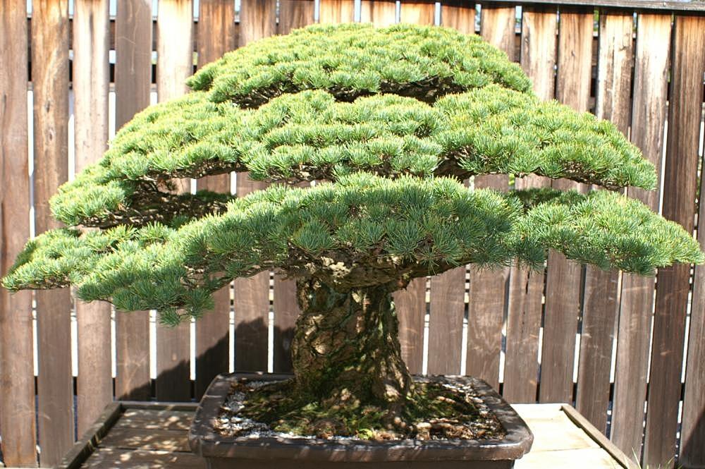 Pinus Parviflora 'miyajima' - View 17 from www redcrocus com