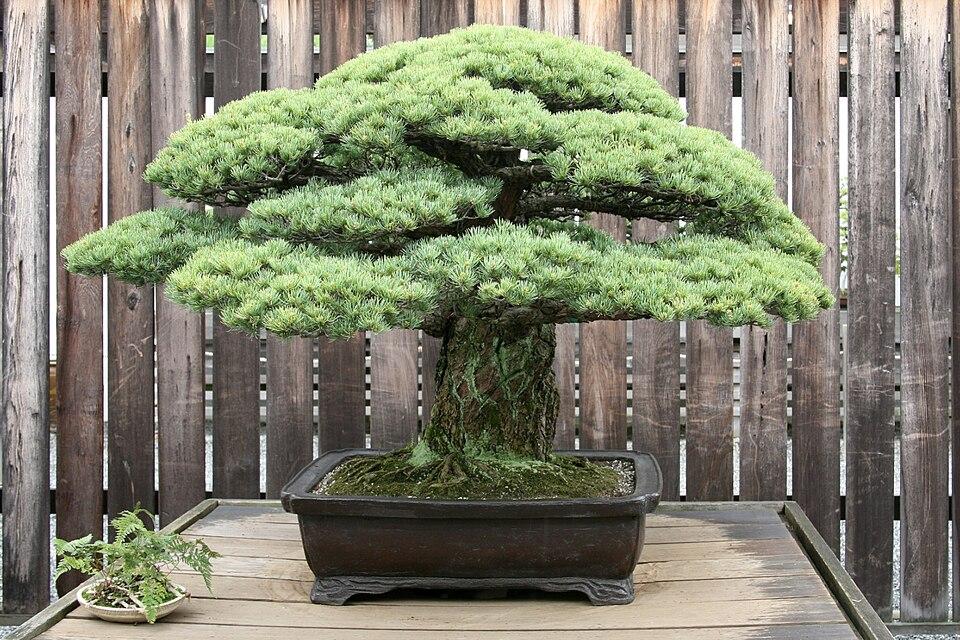Pinus Parviflora 'miyajima' - View 18 from www redcrocus com