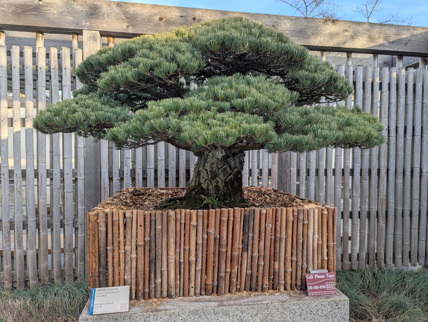 Pinus Parviflora 'miyajima' - View 20 from www redcrocus com