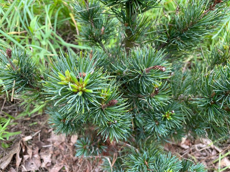 Pinus Parviflora 'miyajima' - View 21 from www redcrocus com