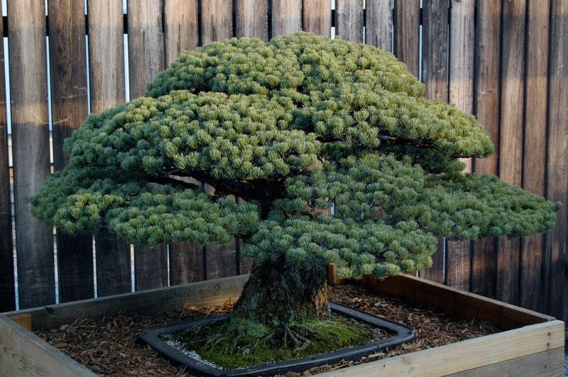 Pinus Parviflora 'miyajima' - View 22 from www redcrocus com