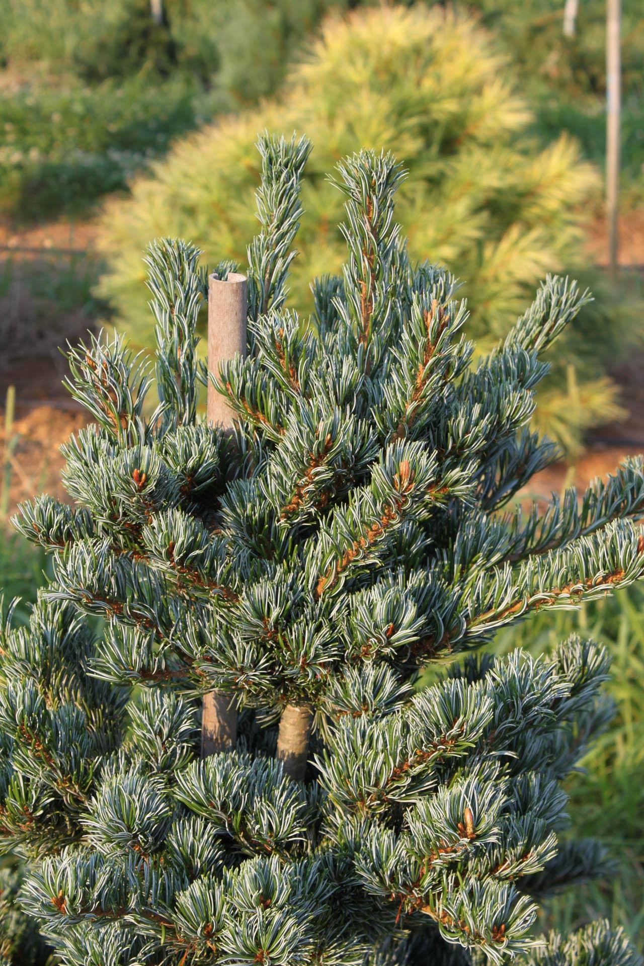 Pinus Parviflora 'miyajima' - View 25 from www redcrocus com