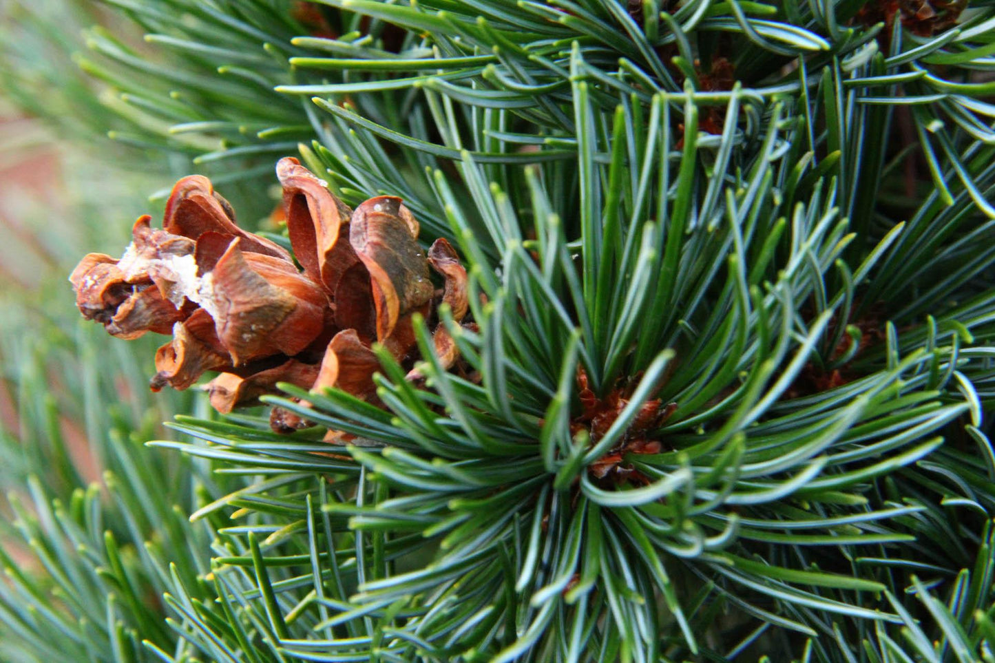 Pinus Parviflora 'miyajima' - View 26 from www redcrocus com