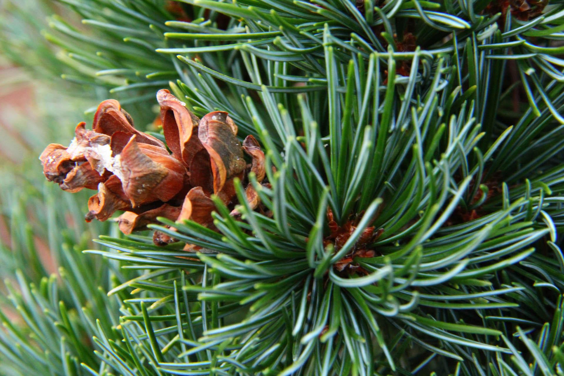 Pinus Parviflora 'miyajima' - View 26 from www redcrocus com