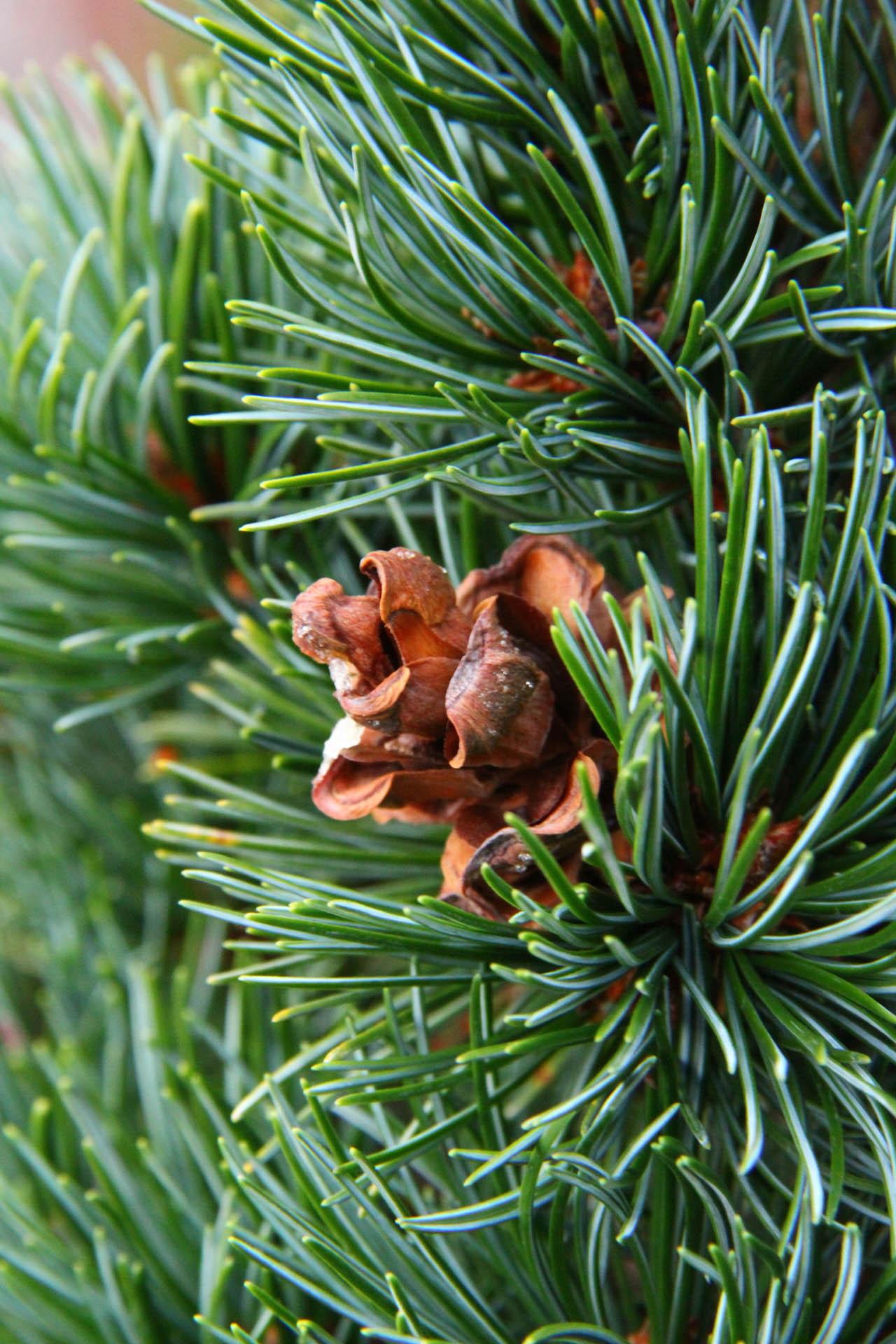 Pinus Parviflora 'miyajima' - View 27 from www redcrocus com