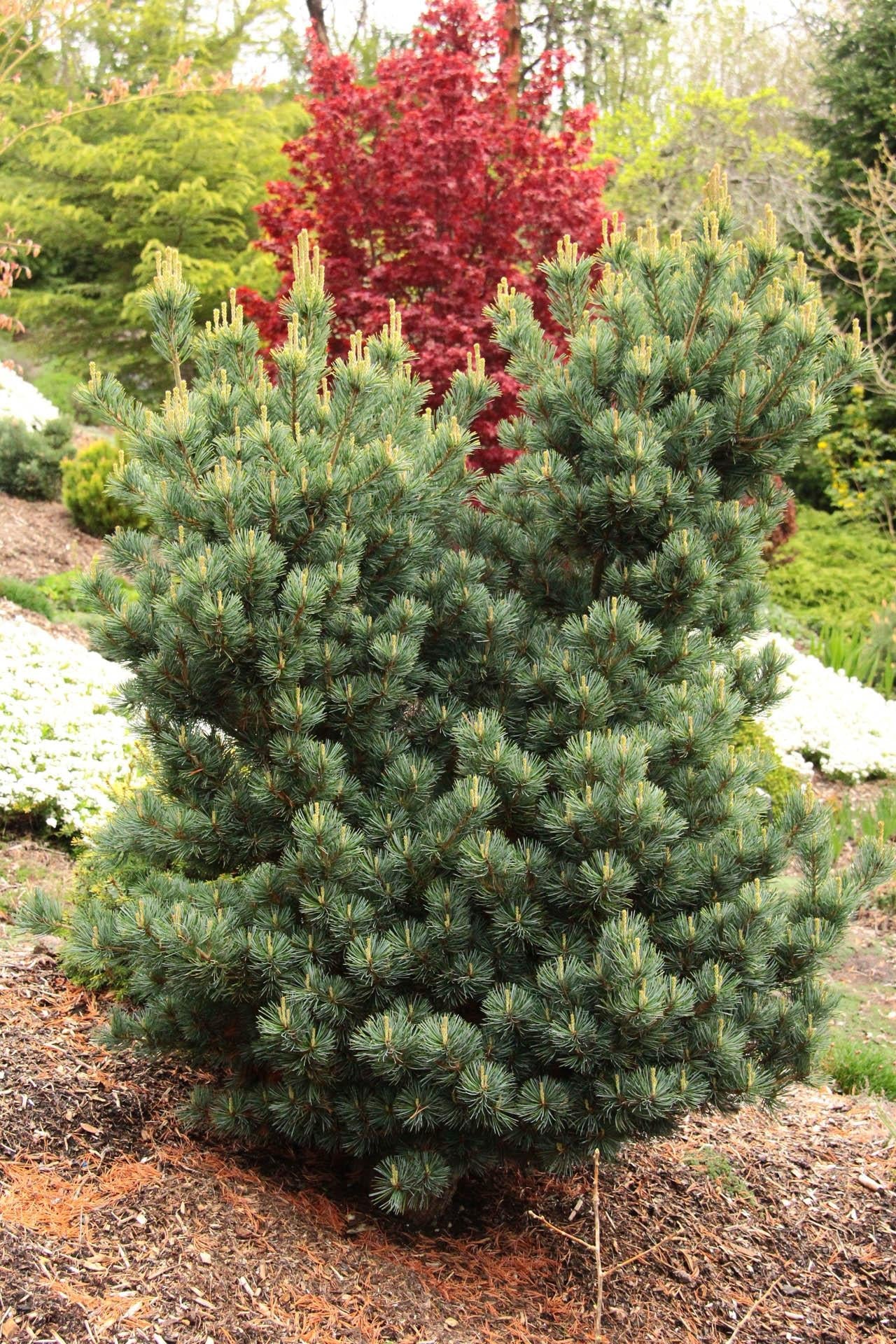 Pinus Parviflora 'miyajima' - View 28 from www redcrocus com