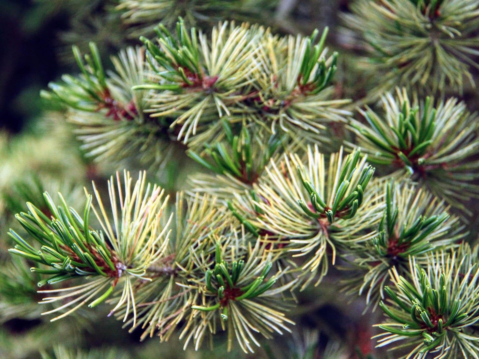 Pinus Parviflora 'miyajima' - View 29 from www redcrocus com