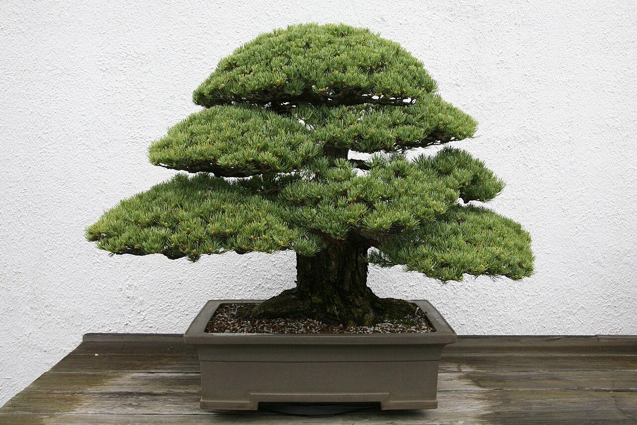 Pinus Parviflora 'miyajima' - View 30 from www redcrocus com