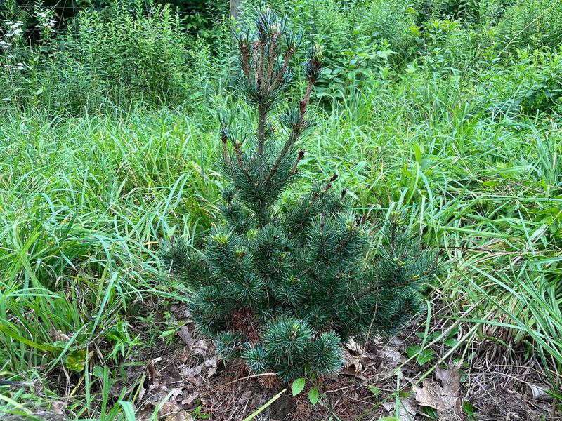 Pinus Parviflora 'miyajima' - View 4 from www redcrocus com