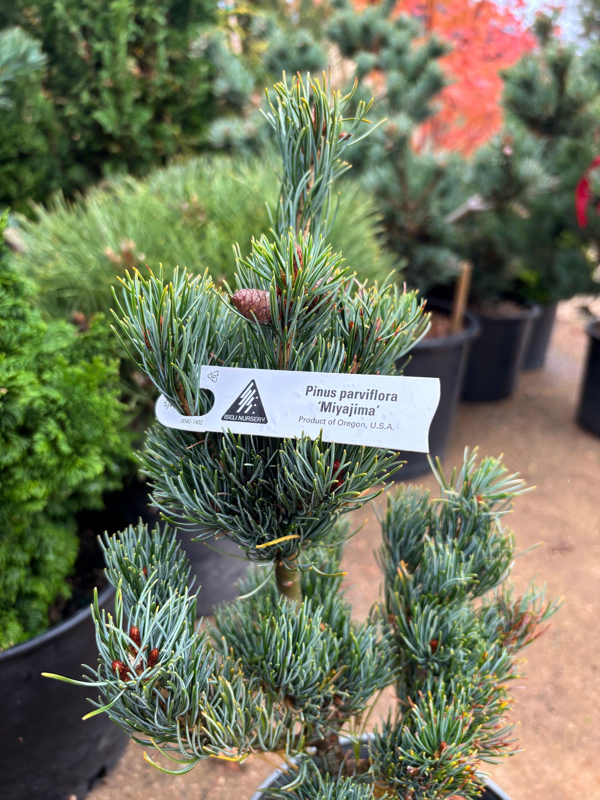 Pinus Parviflora 'miyajima' - View 6 from www redcrocus com
