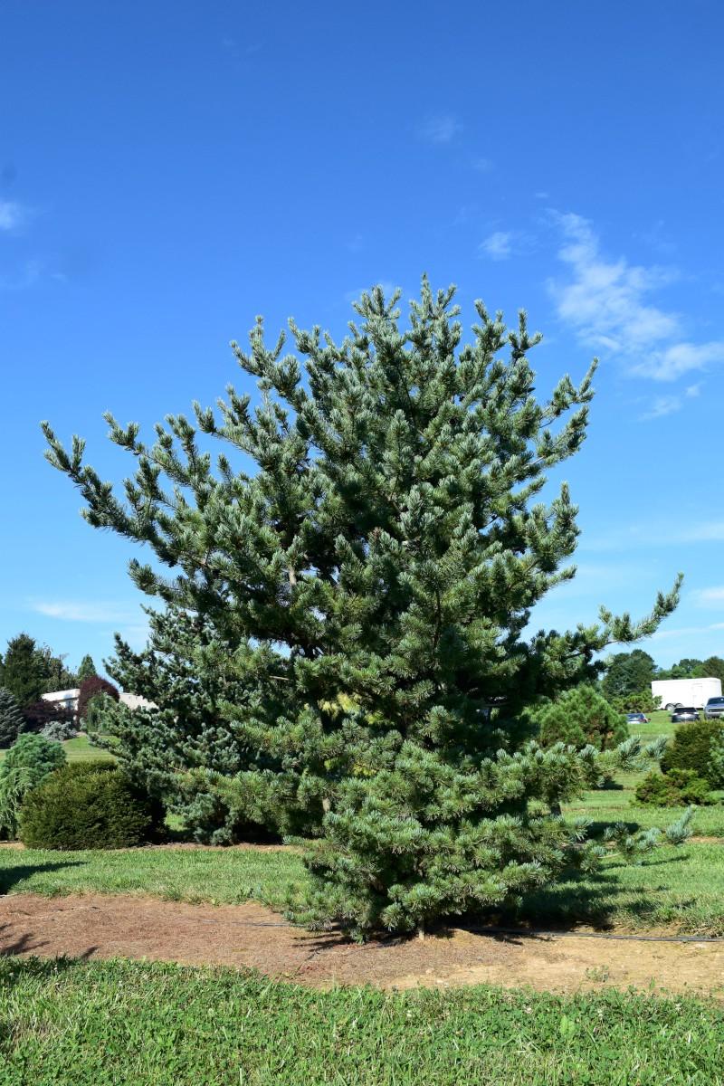 Pinus Parviflora 'venus' - View 10 from www redcrocus com