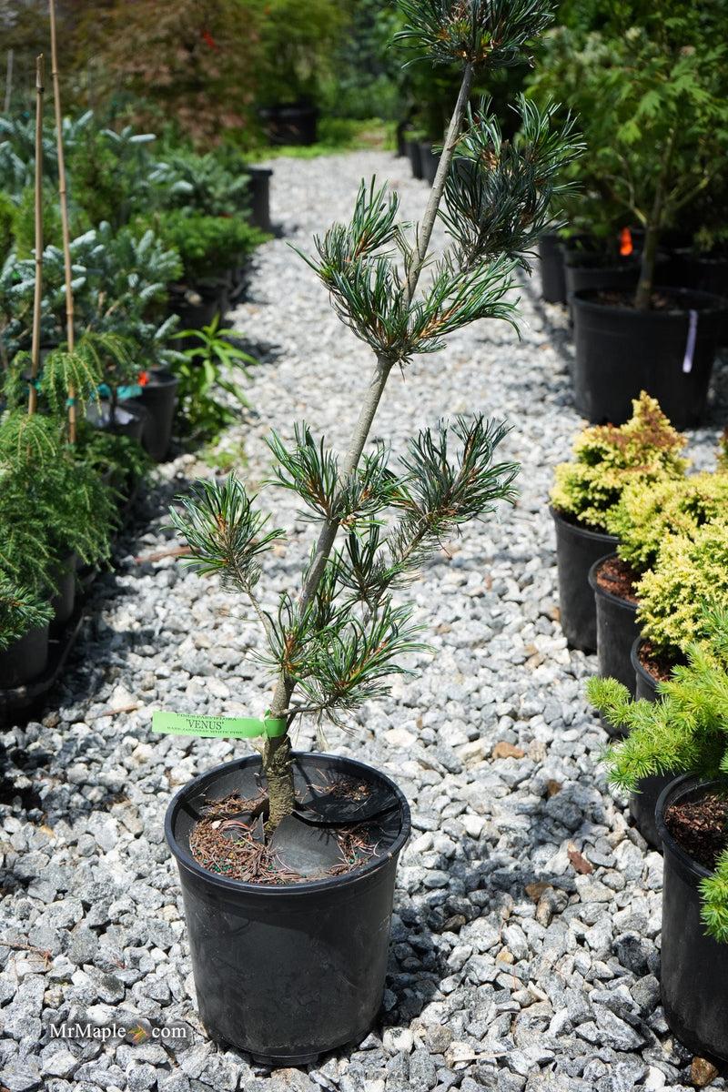 Pinus Parviflora 'venus' - View 12 from www redcrocus com