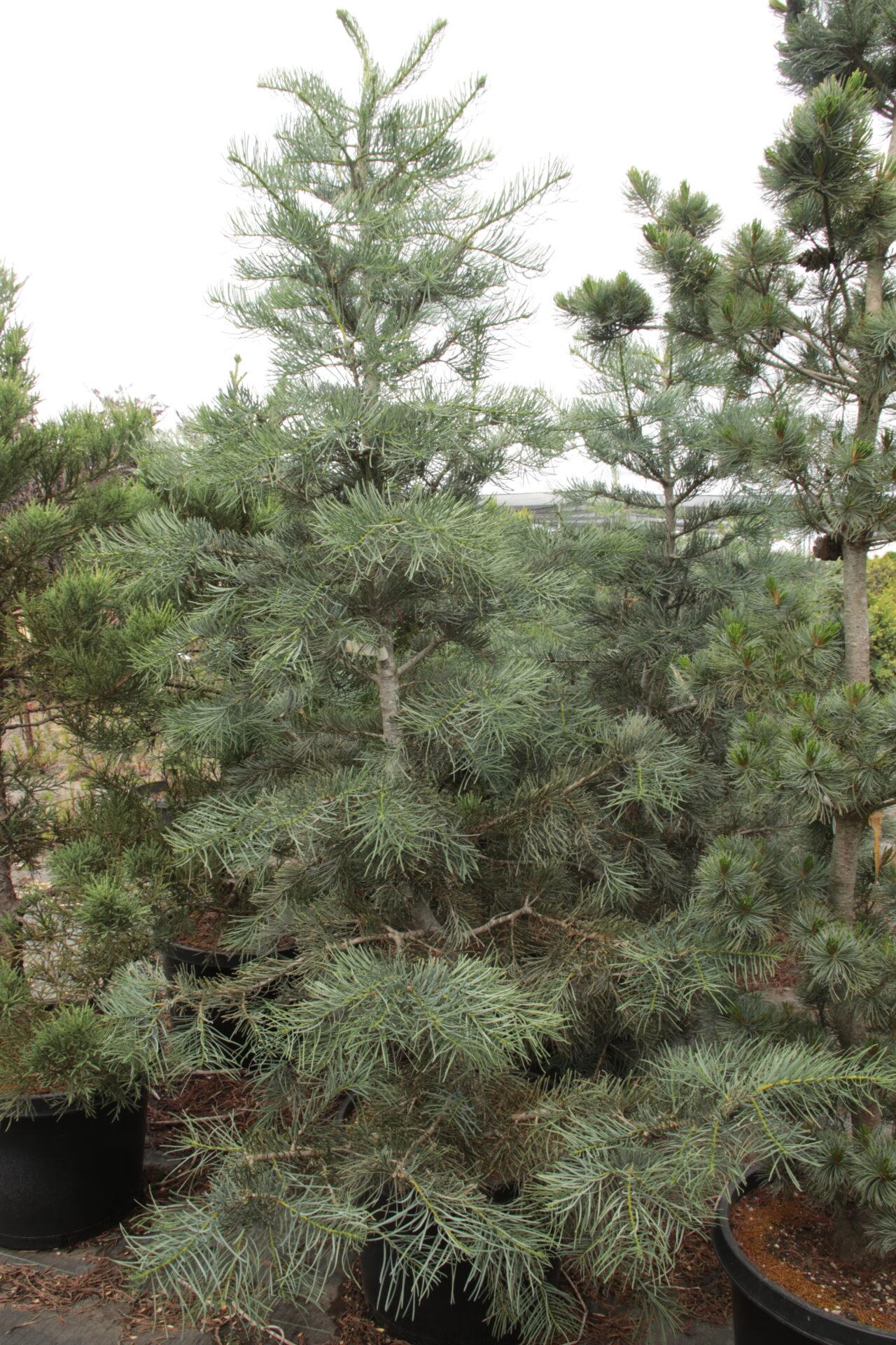 Pinus Parviflora 'venus' - View 13 from www redcrocus com