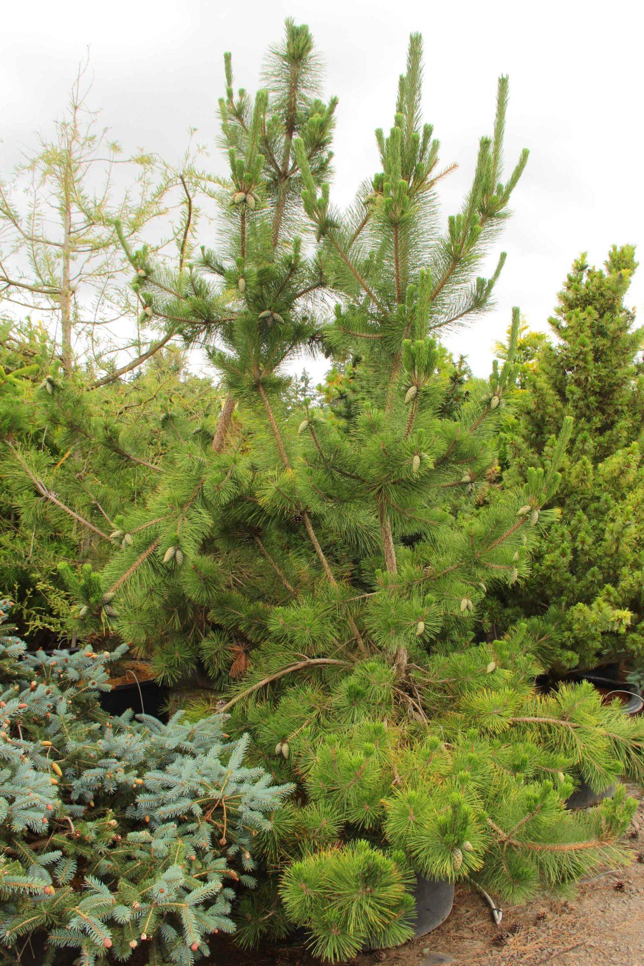 Pinus Parviflora 'venus' - View 18 from www redcrocus com