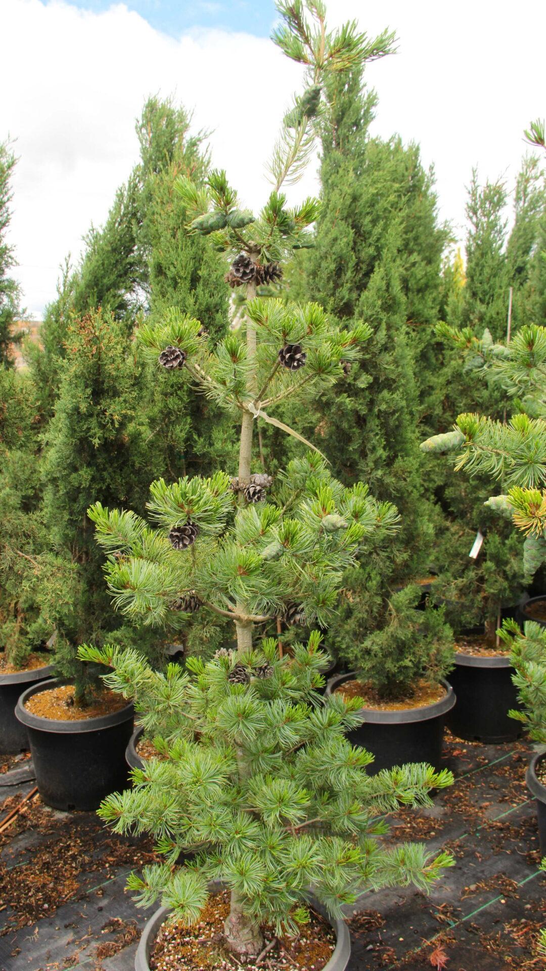 Pinus Parviflora 'venus' - View 1 from www redcrocus com