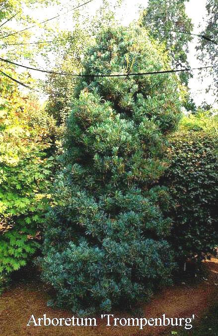 Pinus Parviflora 'venus' - View 20 from www redcrocus com