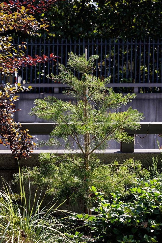 Pinus Parviflora 'venus' - View 25 from www redcrocus com