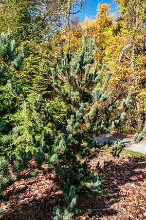 Pinus Parviflora 'venus' - View 27 from www redcrocus com