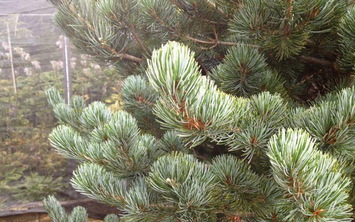 Pinus Parviflora 'venus' - View 28 from www redcrocus com