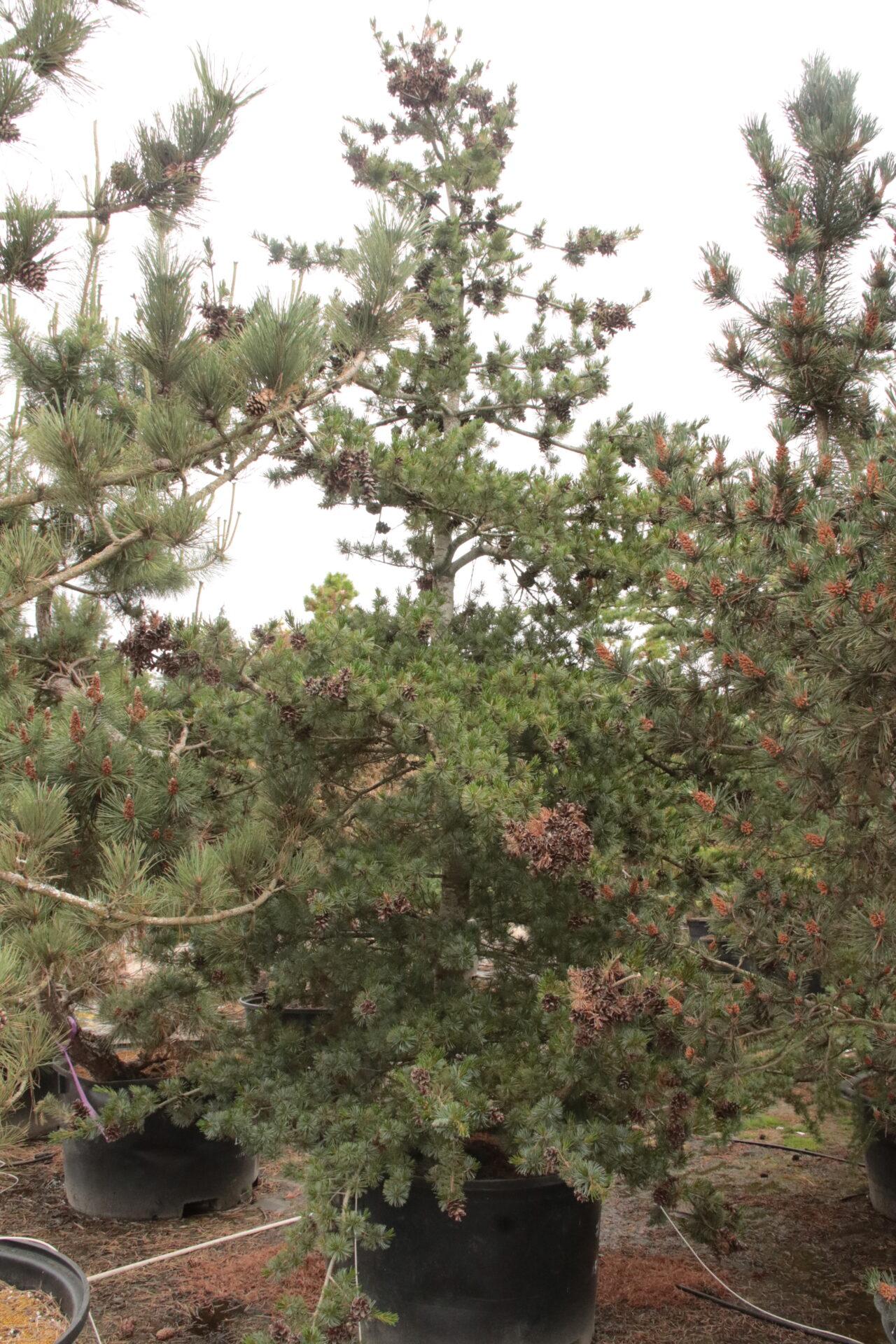 Pinus Parviflora 'venus' - View 3 from www redcrocus com