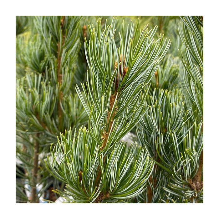 Pinus Parviflora 'venus' - View 4 from www redcrocus com