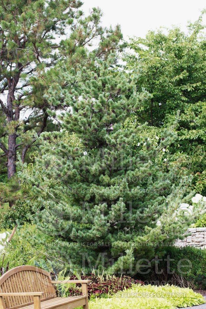Pinus Parviflora 'venus' - View 6 from www redcrocus com