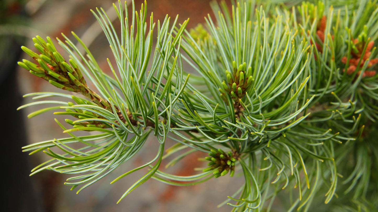 Pinus Parviflora 'venus' - View 7 from www redcrocus com