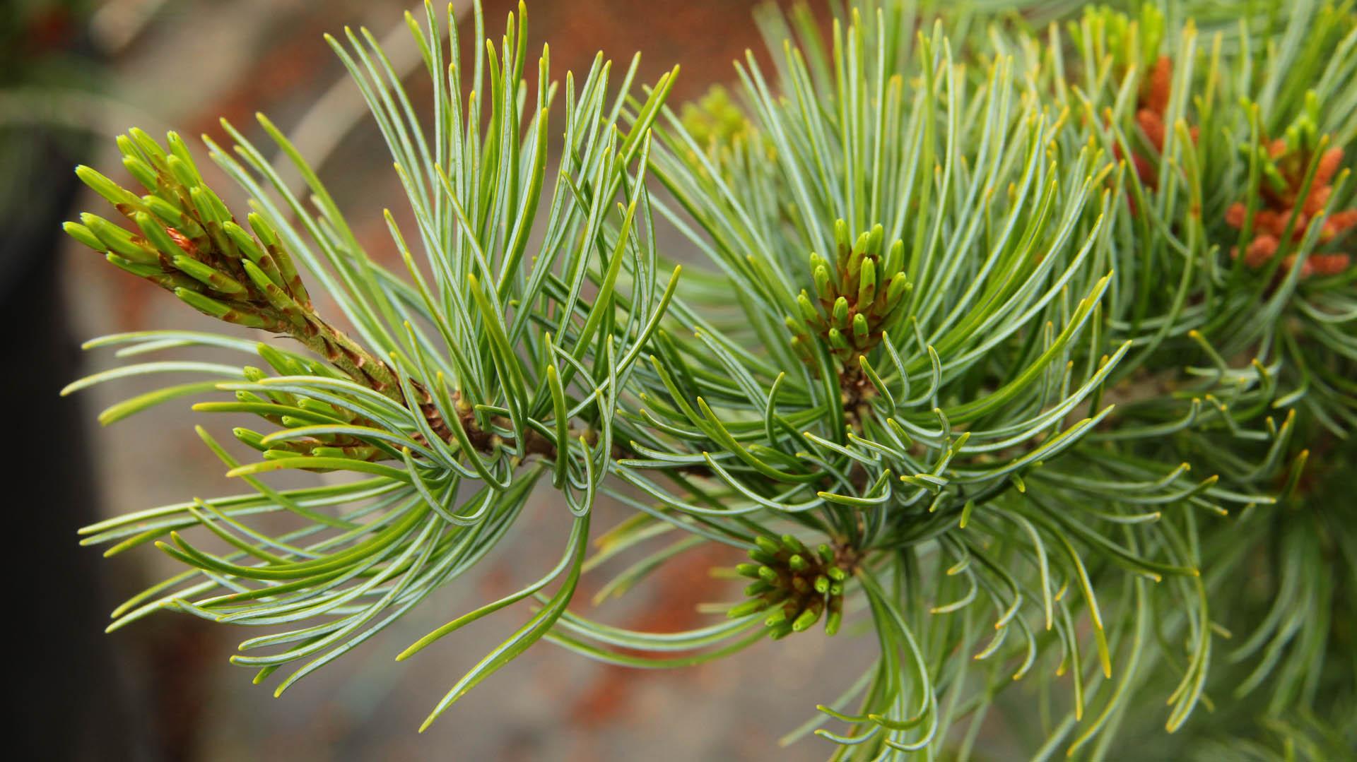 Pinus Parviflora 'venus' - View 7 from www redcrocus com