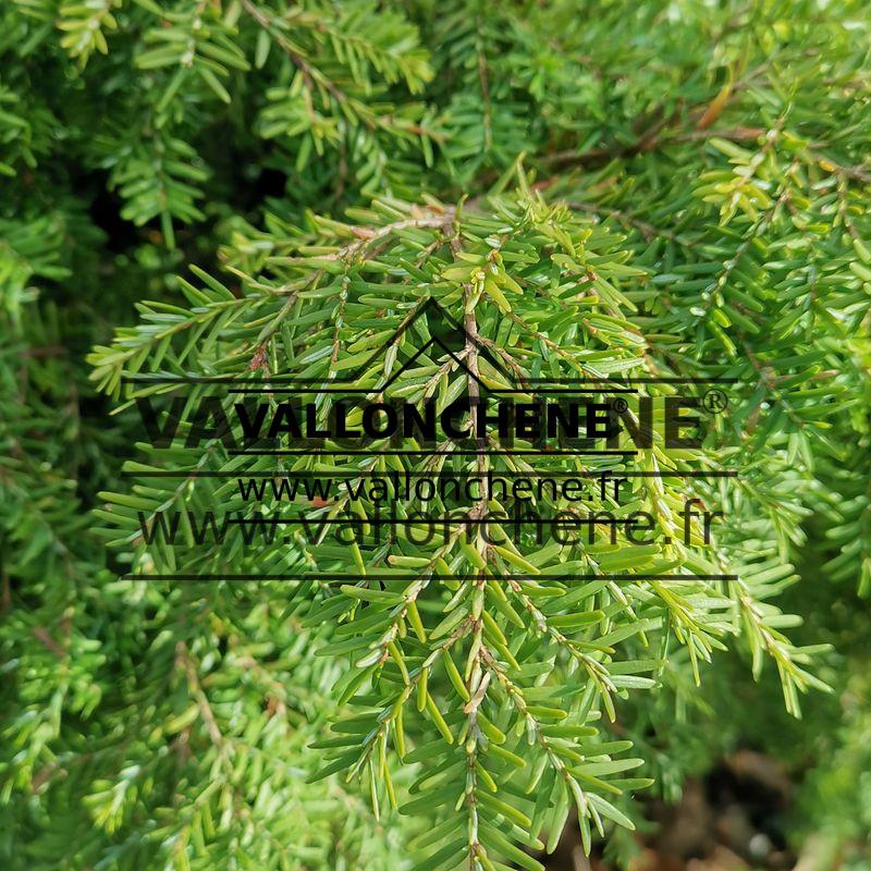 Pinus Parviflora 'jeddeloh' - View 10 from www redcrocus com