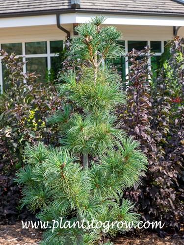 Pinus Parviflora 'jeddeloh' - View 15 from www redcrocus com