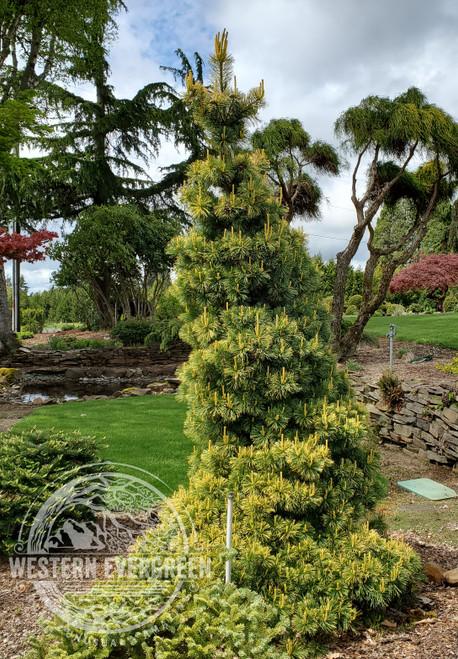 Pinus Parviflora 'jeddeloh' - View 16 from www redcrocus com